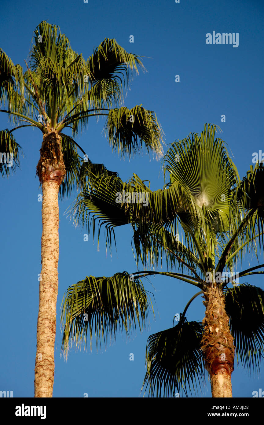 Zwei Palmen im Frühling, Sevilla, Andalusien, Spanien. Stockfoto