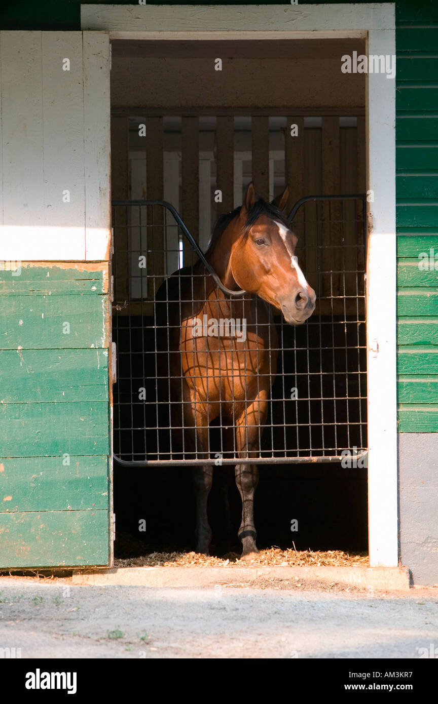 Pferd im Stall mit Tür zu öffnen, in der Nähe von Montpelier James Madison s Haus in Orange Virginia Stockfoto