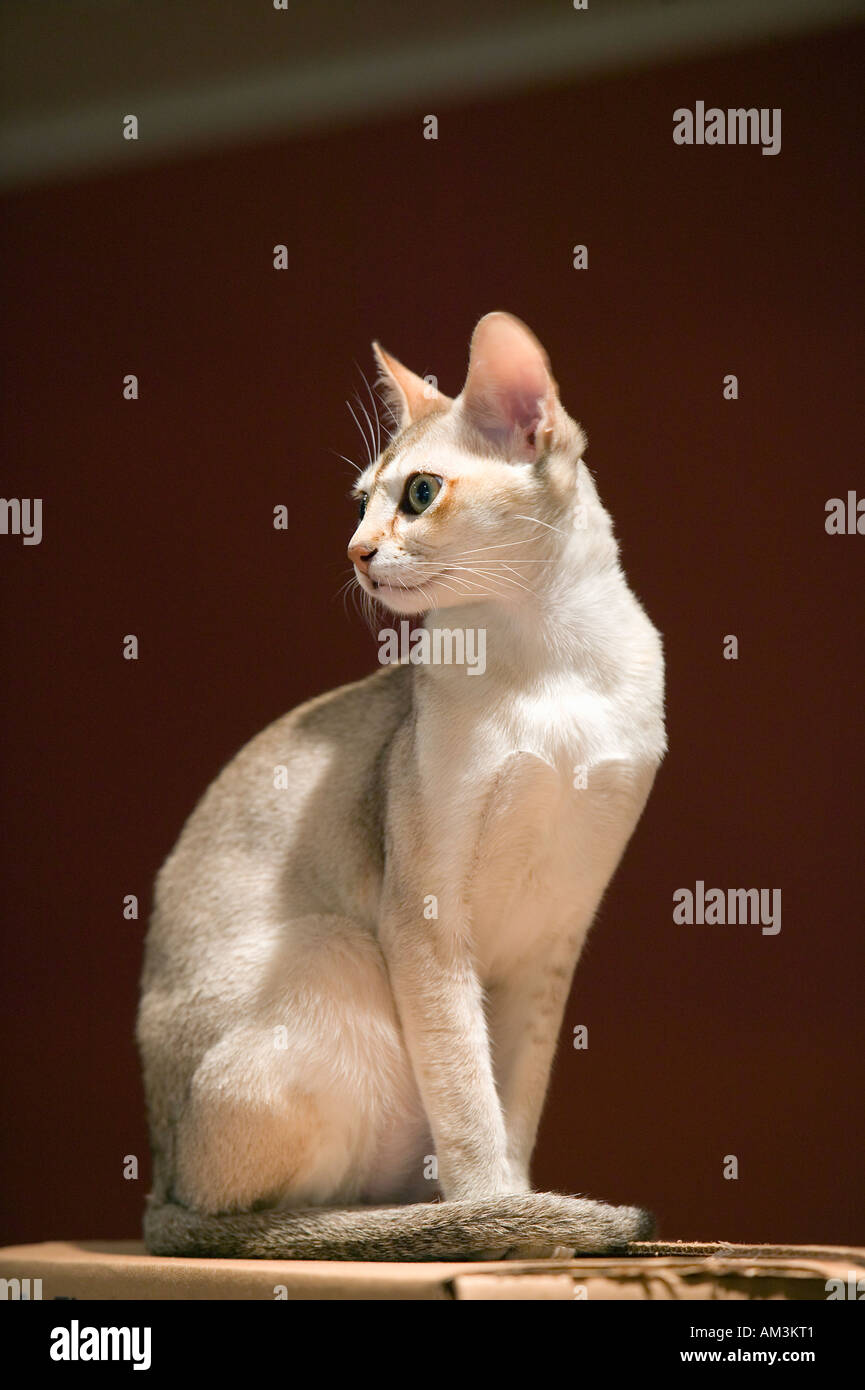 Die Singapura Katzenrasse von der Regierung von Singapur zu lebenden Nationaldenkmal erklärt Stockfoto