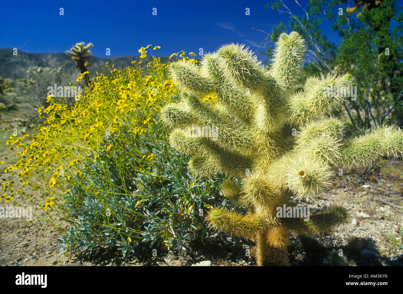 Joshua Tree Wüste in voller Blüte Frühling CA Stockfoto