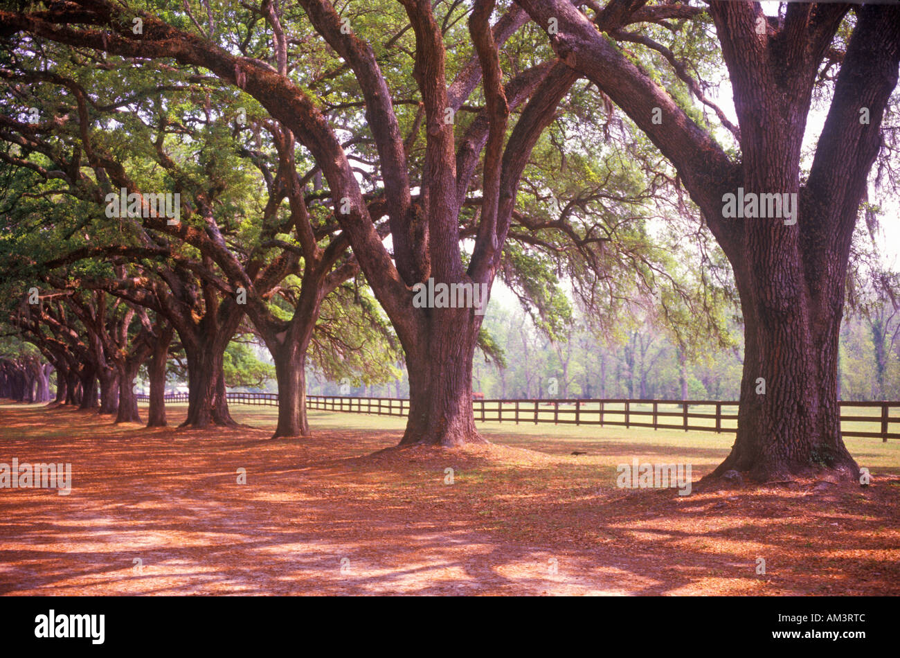 Von Bäumen gesäumten Straße bei Boone Hall Plantation Charleston SC Stockfoto