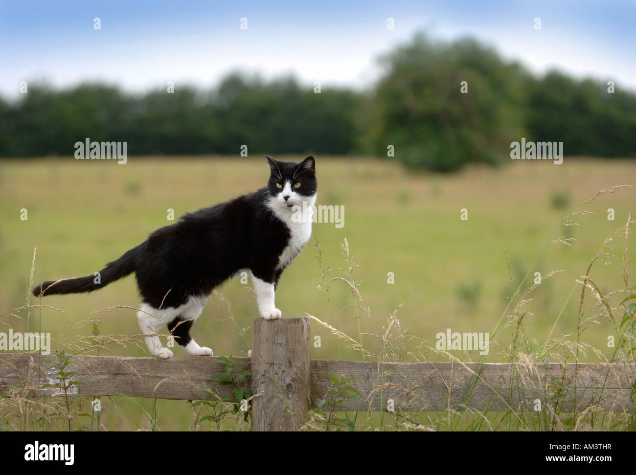 A CAT AN DER SPITZE EINEN ZAUN IN EIN LAND EINSTELLUNG UK Stockfoto