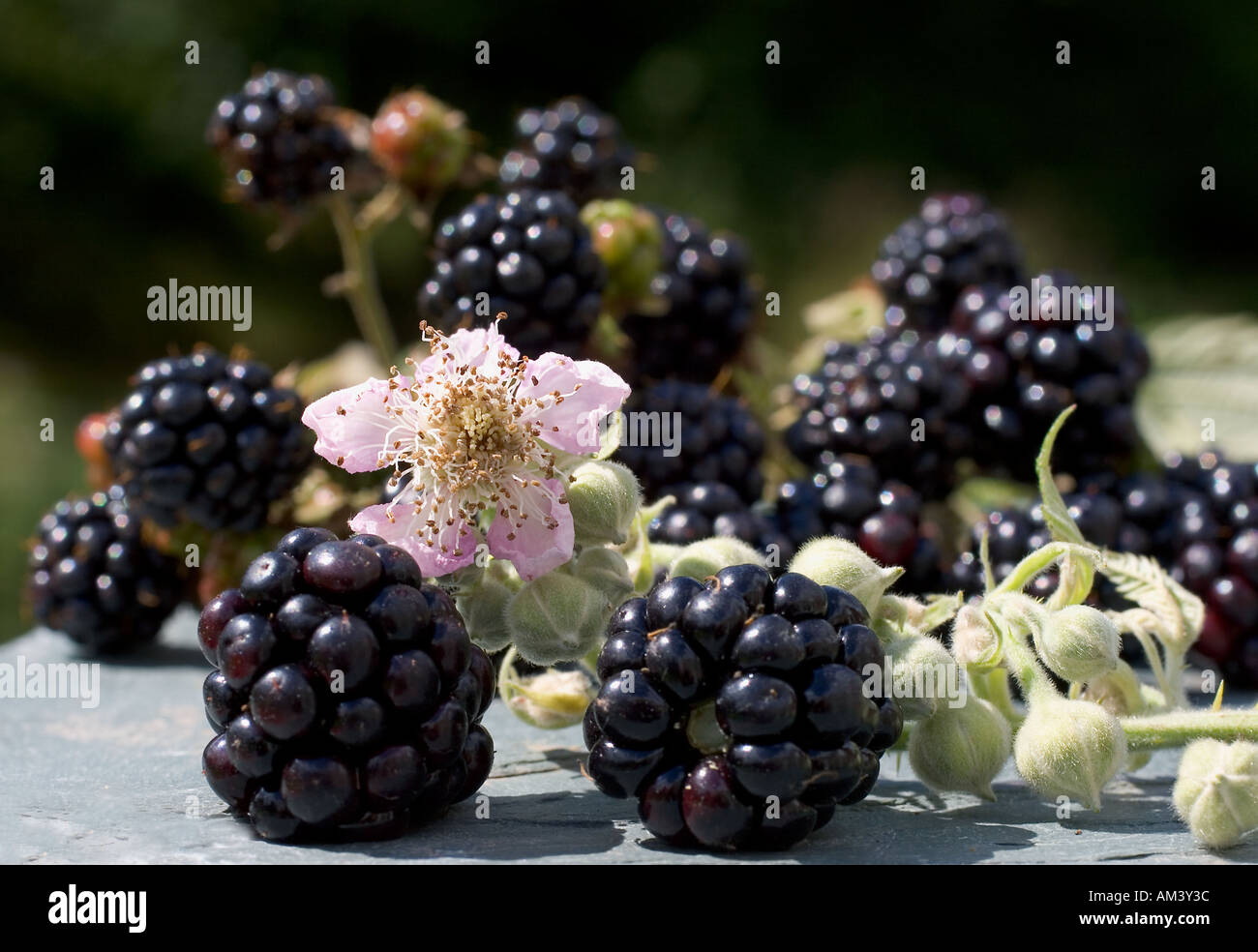 Blackberry Blute Und Reife Wilde Brombeeren In Uk Stockfoto Bild