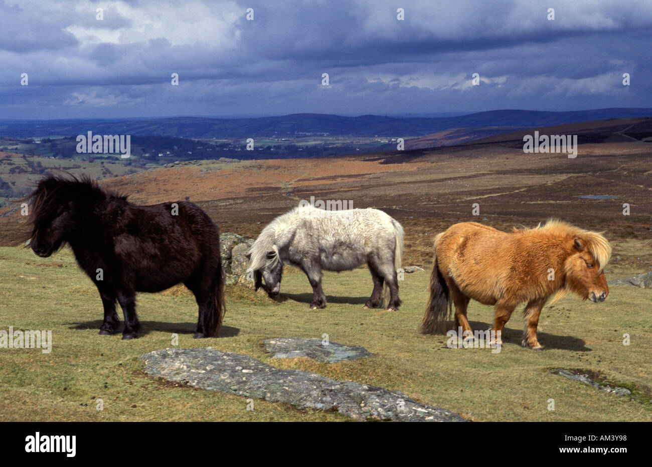Shaggy Dartmoor-Ponys auf kahlen windigen Moorland Devon England Stockfoto