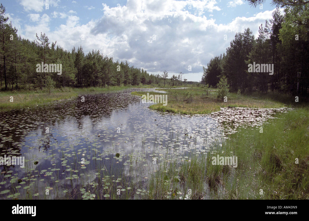 Malerische Marsh Lake in Kurland Landschaft von Lettland Stockfoto