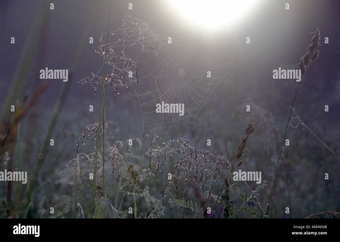 Nebliger Morgen und Spinnennetz gegen Sonnenstrahlen im Morgengrauen Stockfoto