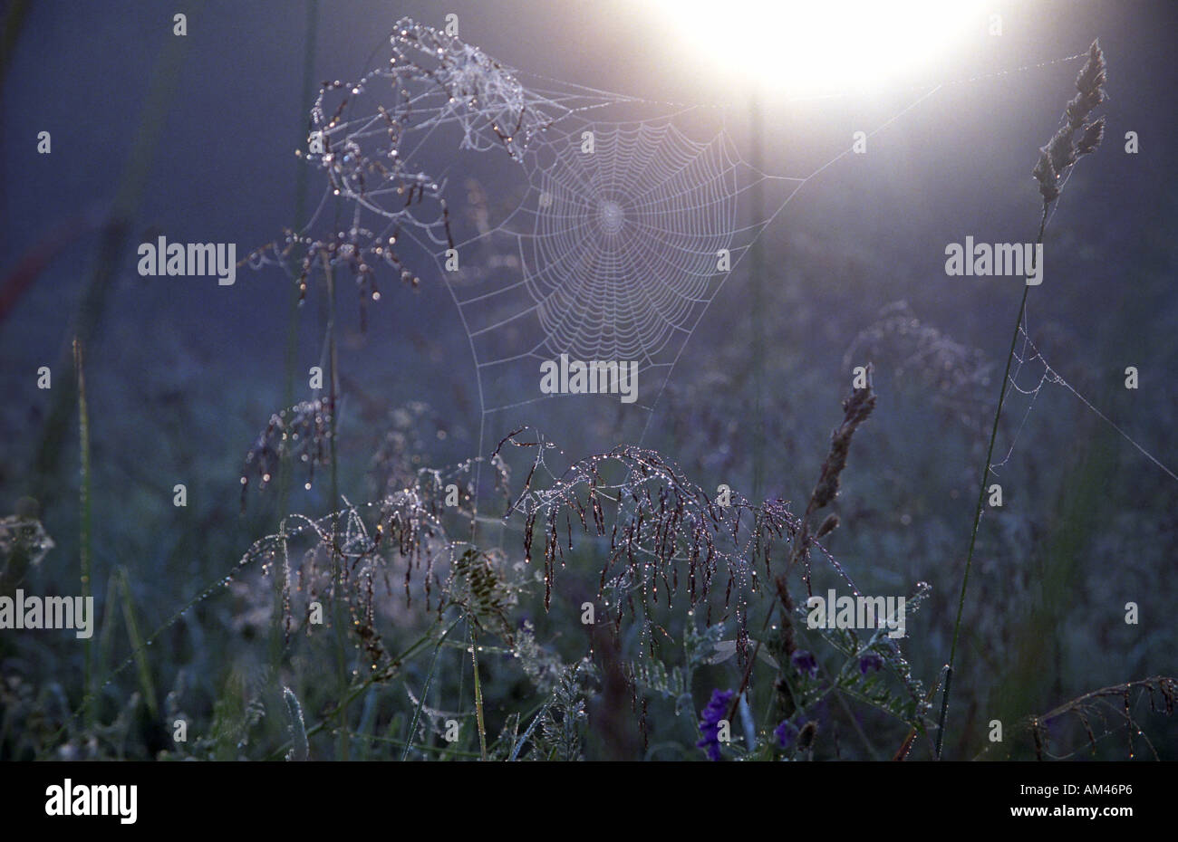 Nebliger Morgen und Spinnennetz gegen helle Morgensonne bei Sonnenaufgang Stockfoto
