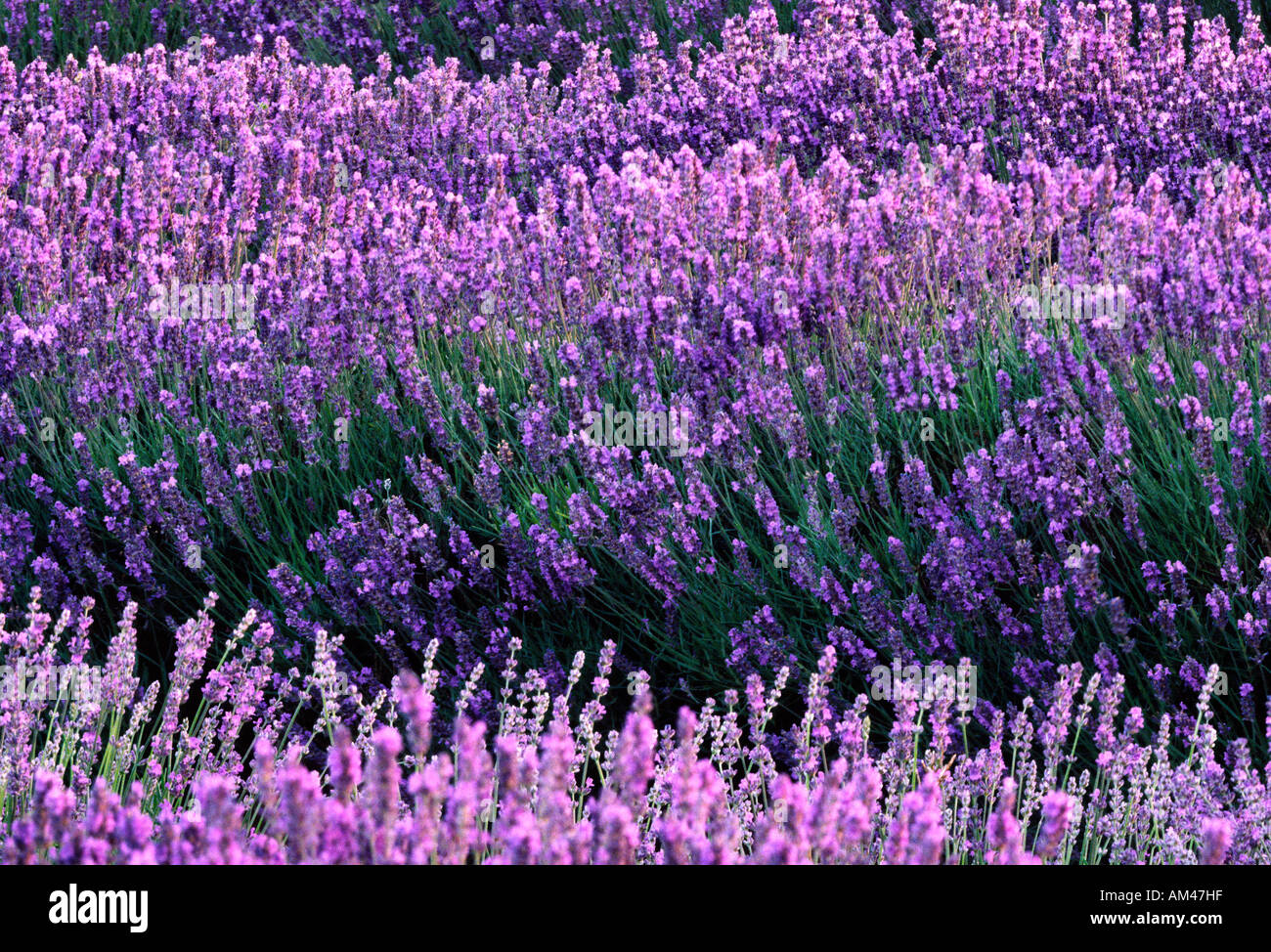 Lavendelfelder in Norfolk in ihren besten Jahren Stockfoto