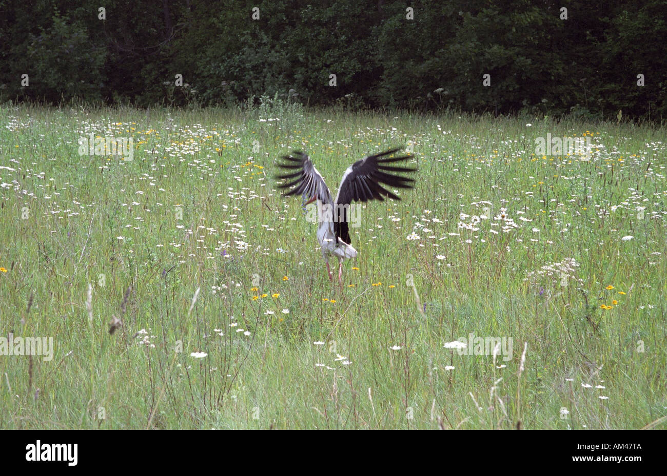 Starten Sie fliegen Ciconia Ciconia Weißstorch im lettischen Landschaft Stockfoto
