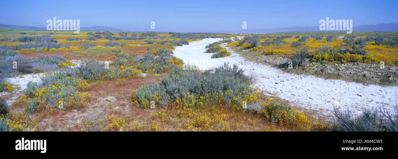 Panoramablick auf weißen Salz und Wüste gold gelbe Blüten an Soda See im Frühjahr Carrizo Plain National Monument San Luis Stockfoto