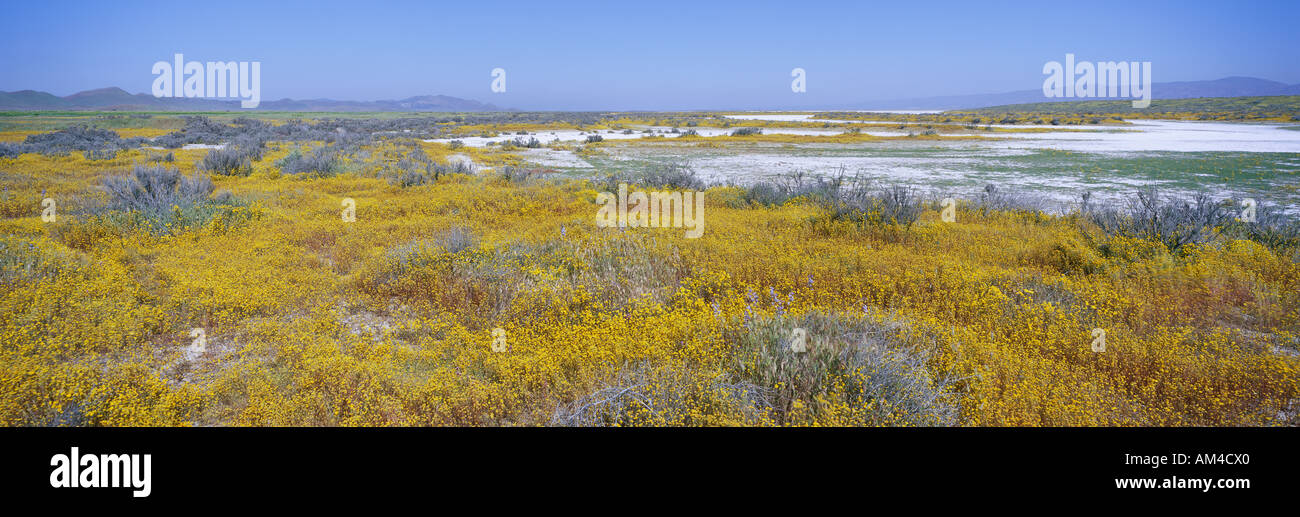 Panoramablick auf weißen Salz und Wüste gold gelbe Blüten an Soda See im Frühjahr Carrizo Plain National Monument San Luis Stockfoto