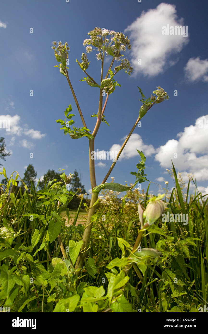 Im Sommer ein Wild Angelica (Angelica sp) Pflanzen (Frankreich). Pied d'Angélique Sauvage (Angelica sp) de Eté (Frankreich). Stockfoto