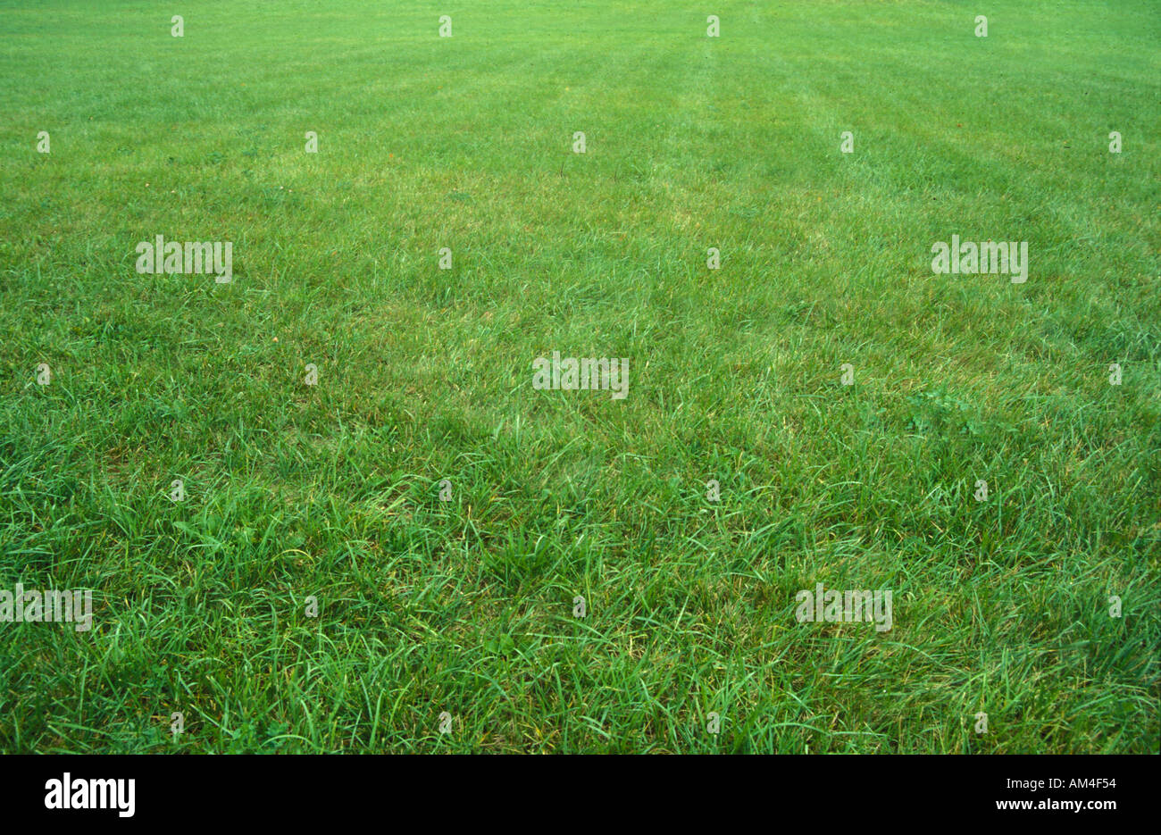 Großen grünen Rasen Hof Stockfoto