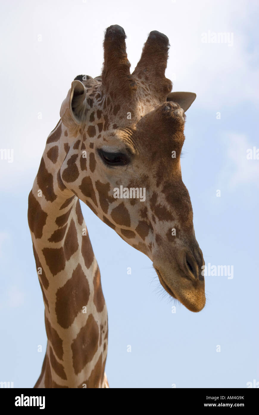 Kopf der giraffe Stockfoto