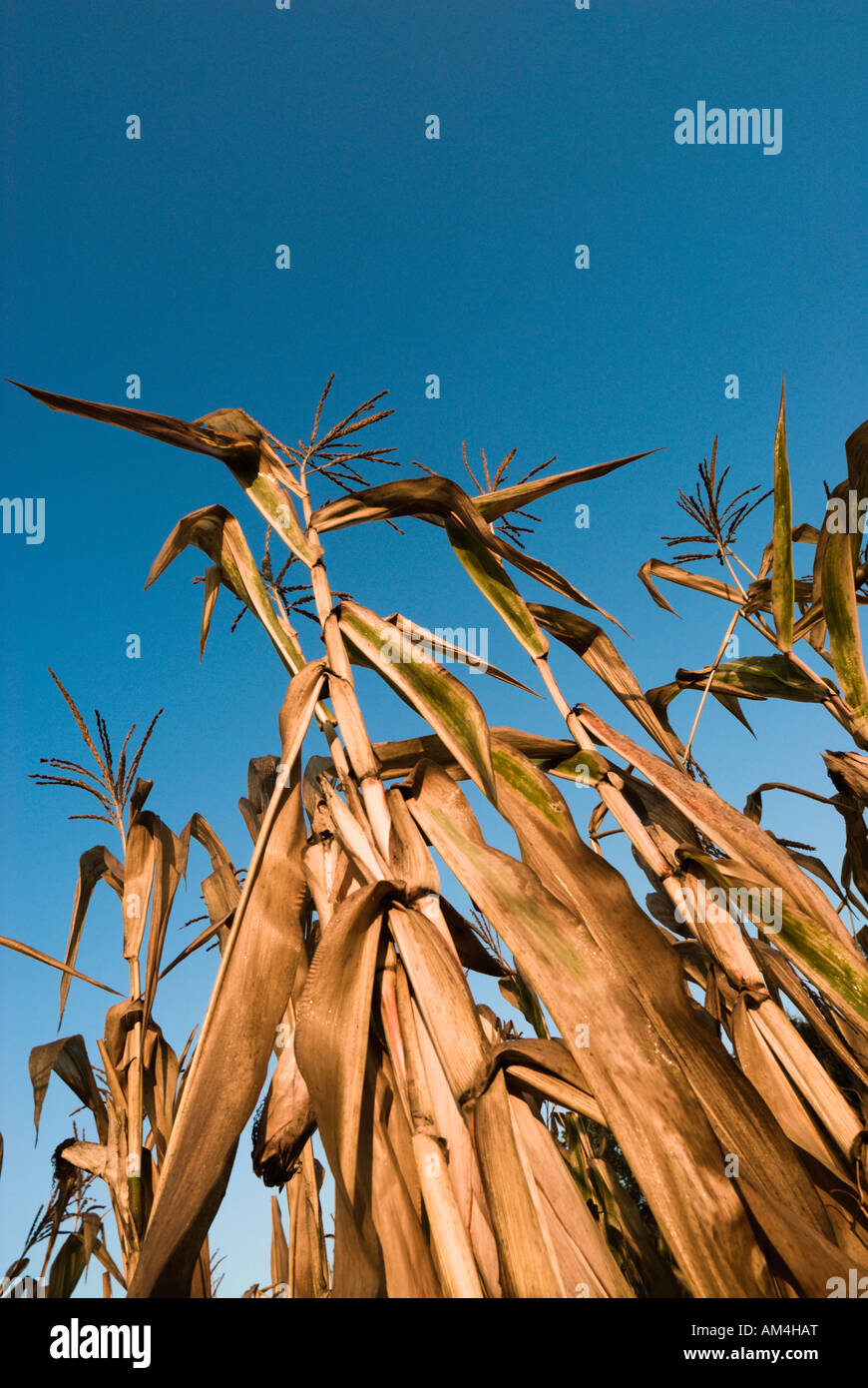 Blickte zu getrockneten Mais auf einer kleinbäuerlichen Farm in Novi Pazar, Serbien Stockfoto