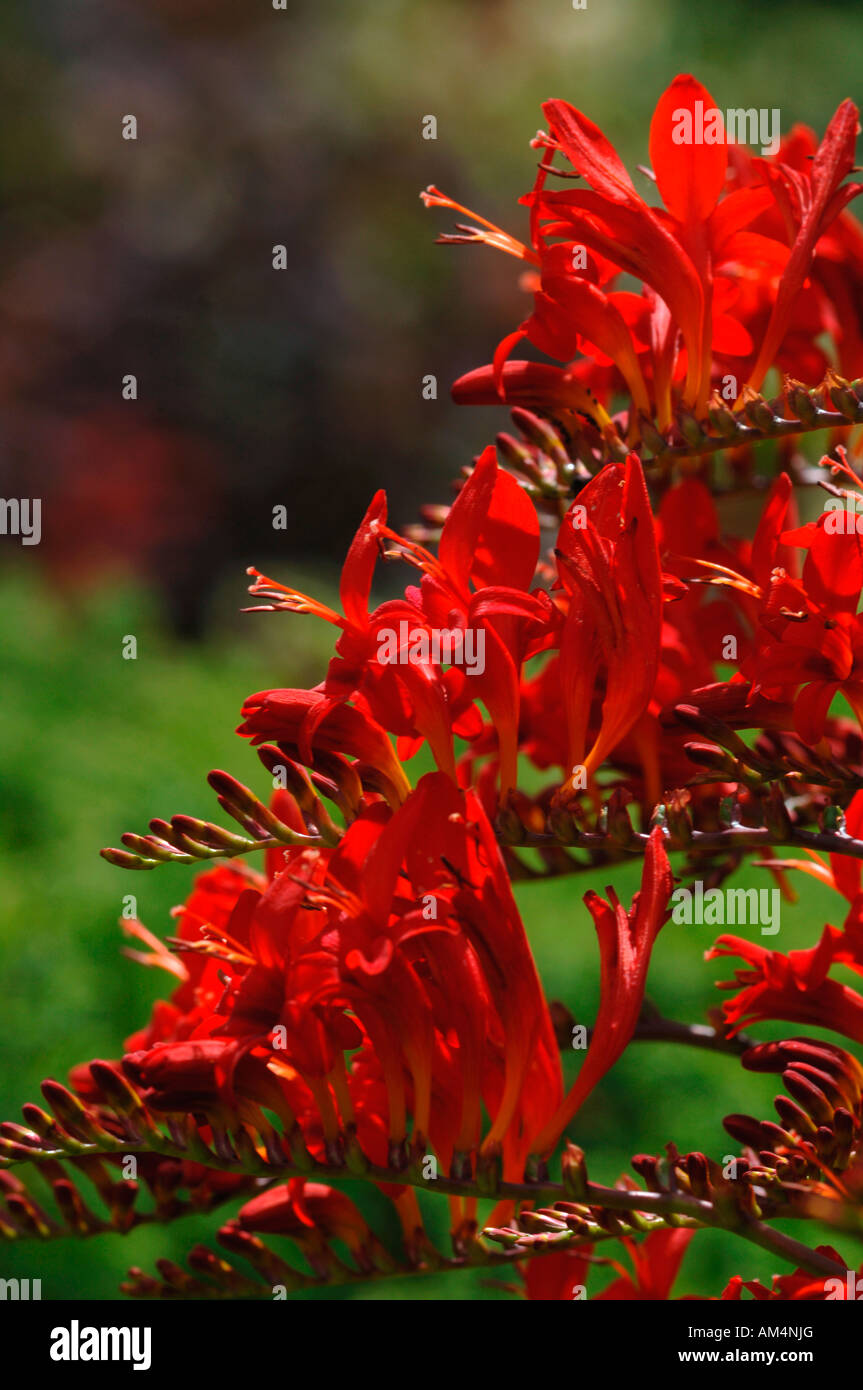 Lebendige und pulsierende rot gefärbten Crocosmia lucifer Blumen. Stockfoto