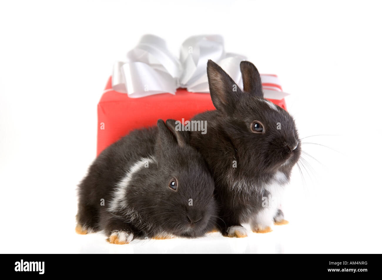 zwei Hasen und einer roten Geschenkbox Stockfoto