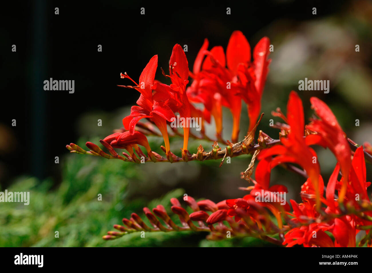 Lebendige und pulsierende rot gefärbten Crocosmia lucifer Blumen. Stockfoto