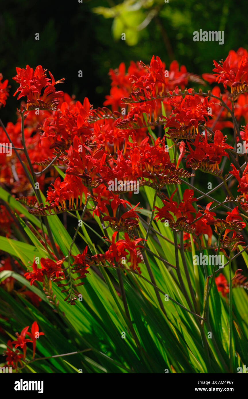 Lebendige und pulsierende rot gefärbten Crocosmia lucifer Blumen. Stockfoto