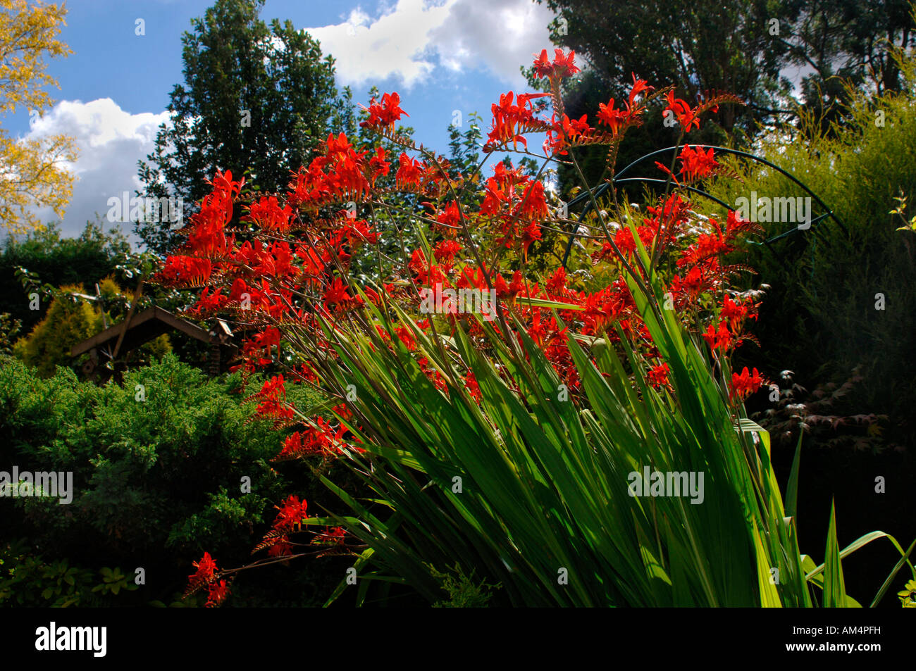 Lebendige und pulsierende rot gefärbten Crocosmia lucifer Blumen. Stockfoto