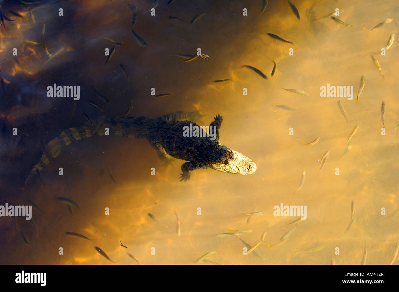 Ein breit-Snouted Kaiman in Rio Iguazu Stockfoto