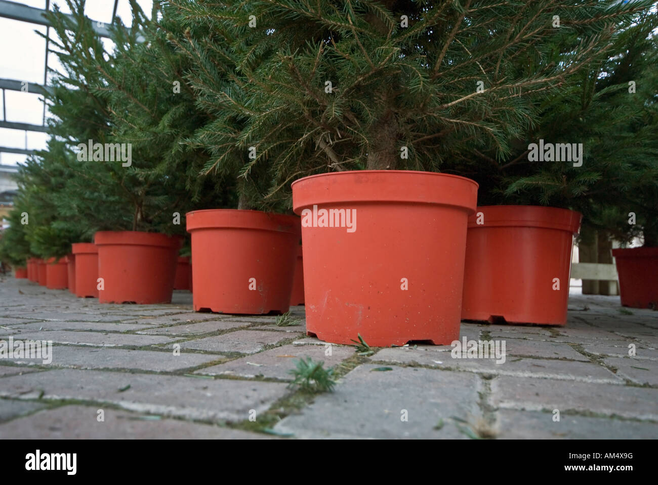 Norwegische Weihnachtsbäume Fichte rote Töpfe Stockfoto