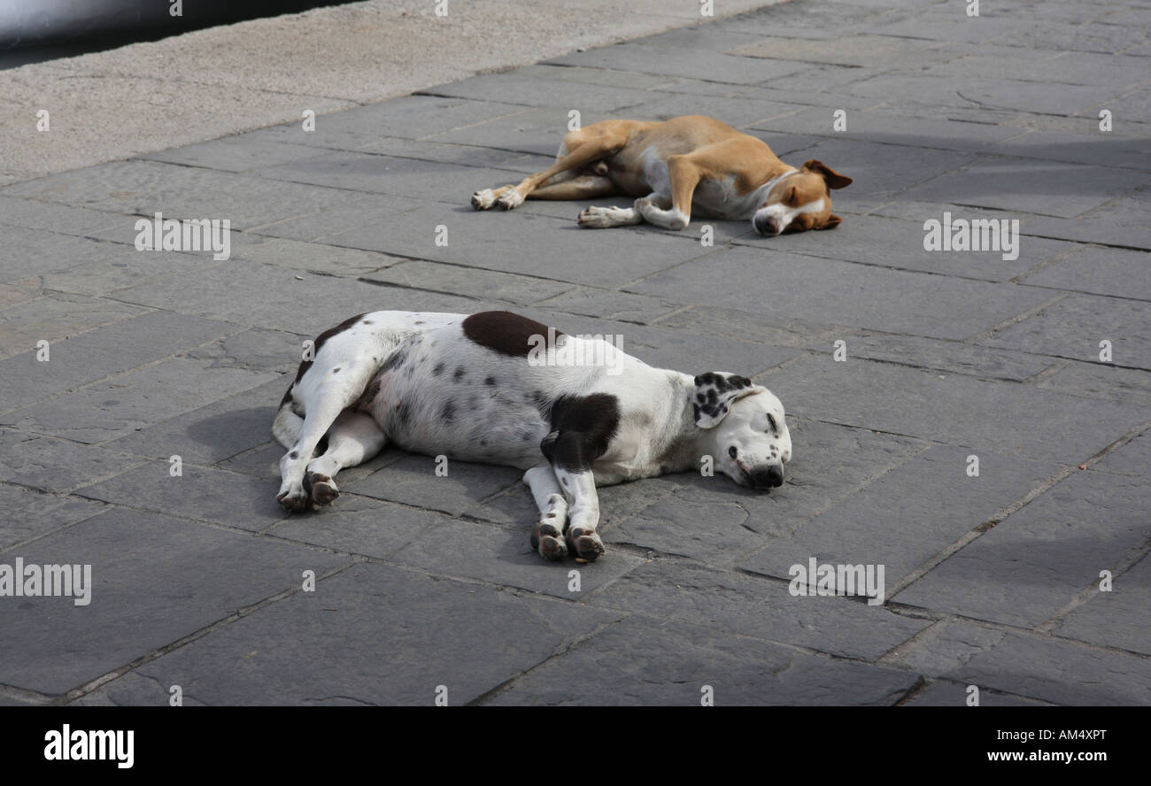 Zwei schlafen streunende Hunde auf einem Bürgersteig in Griechenland Stockfoto