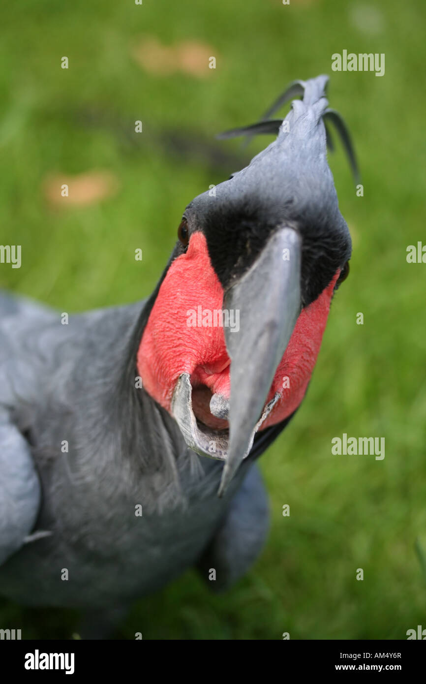 Leiter der Ansicht von einem Palm-Kakadu wissen auch als Goliath Aratoo lateinischen Namen Probosciger Aterrimus. Sie sind aus Australien Stockfoto