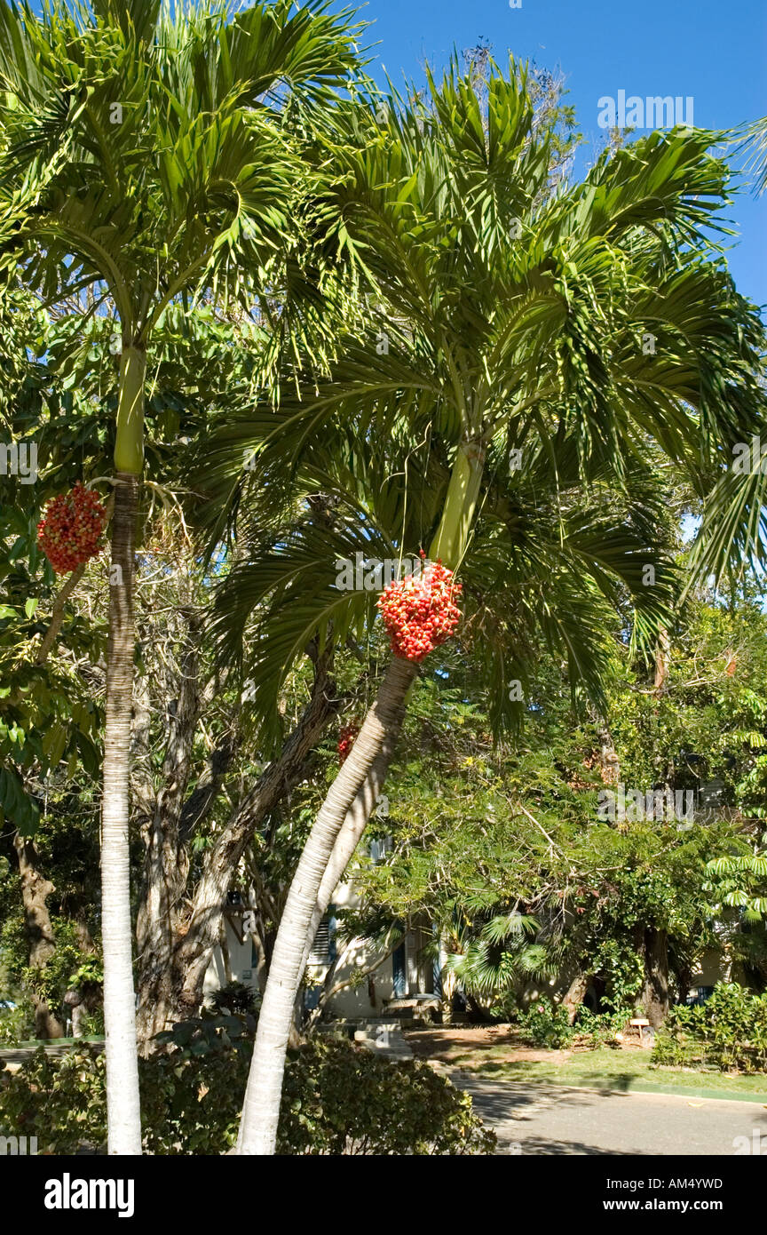 (Kuba) Royal Palm mit grünen und roten Früchten Stockfoto