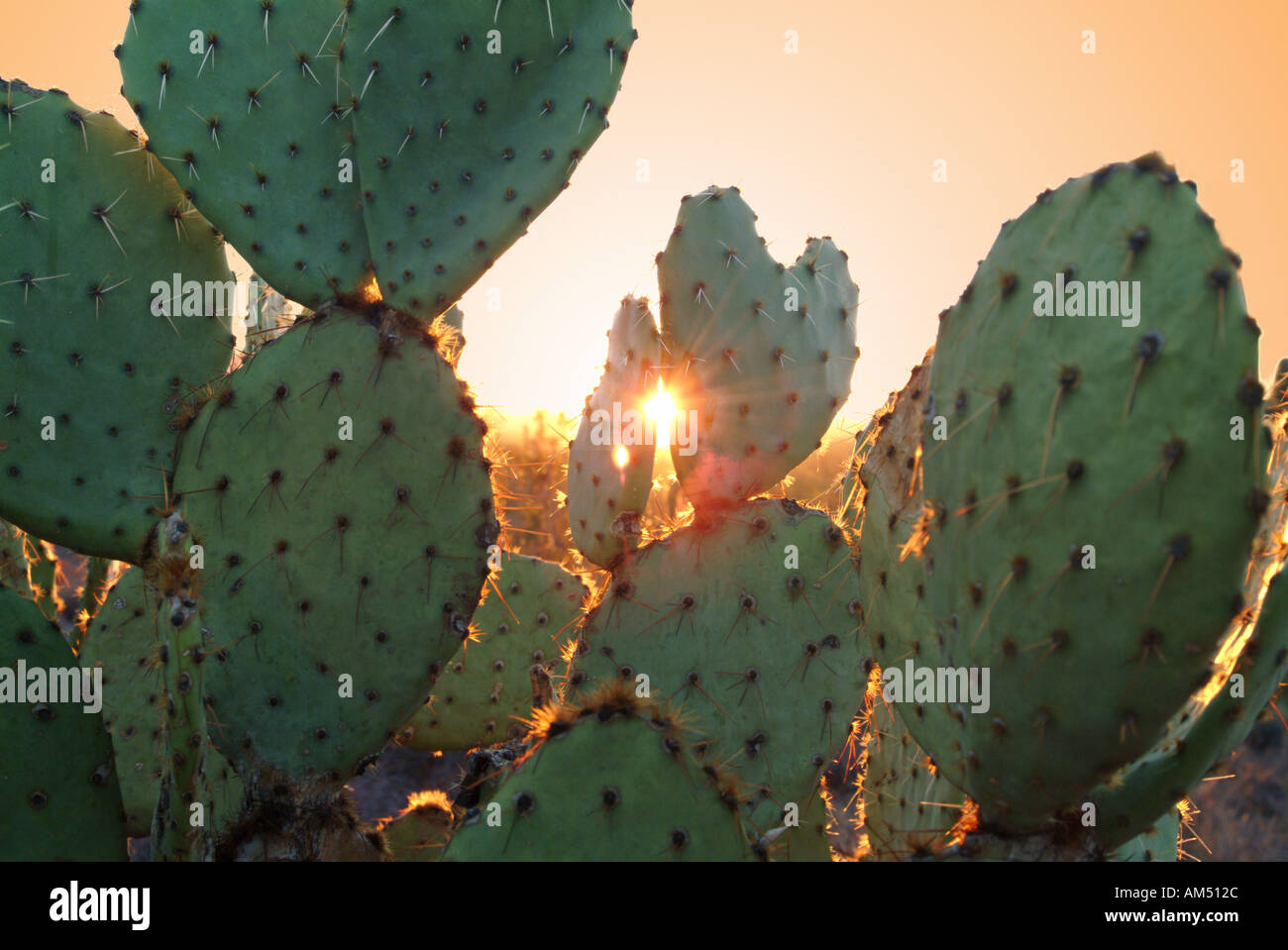 Feigenkaktus bei Sonnenuntergang Stockfoto