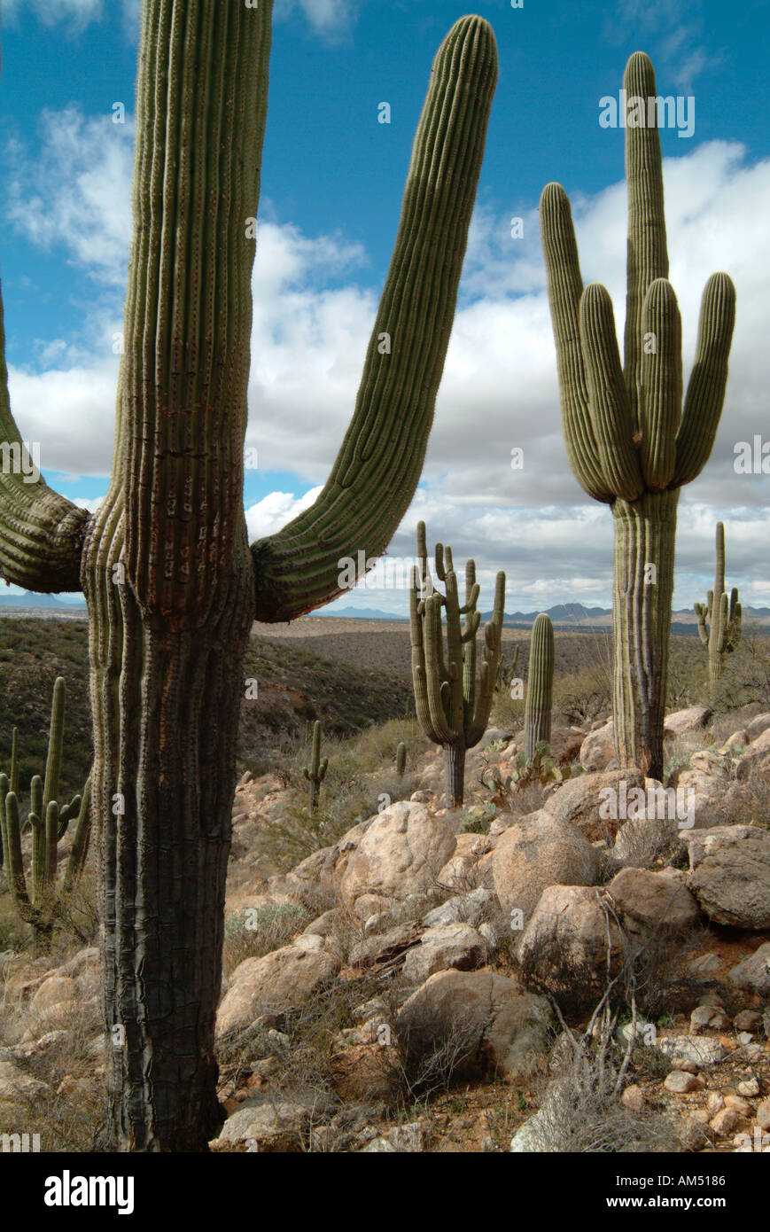 ein Stand von majestätischen Saguaro-Kaktus in Arizona Stockfoto
