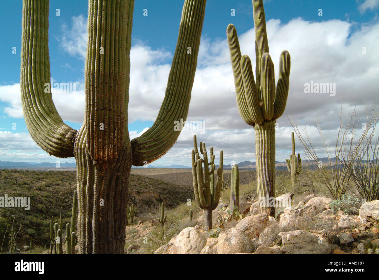 ein Stand von majestätischen Saguaro-Kaktus in Tucson Arizona Stockfoto