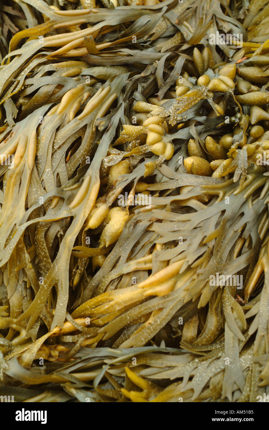 braune und grüne Algen mit Luft-Blase, die helfen des Pflanze Schwimmers und bleiben in der stärkste Sonne für die Photosynthese Stockfoto