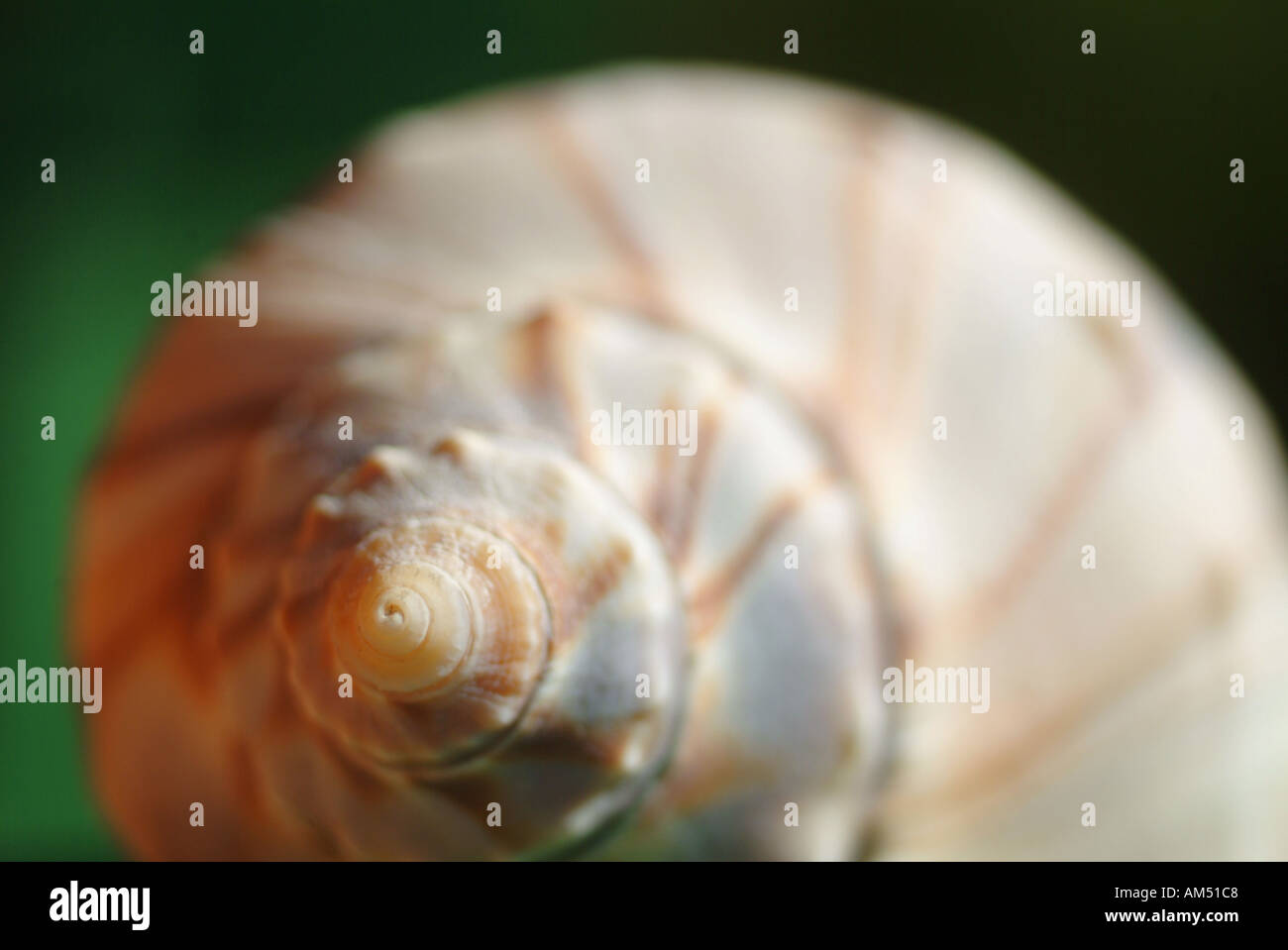 Molluske Shell detail Stockfoto