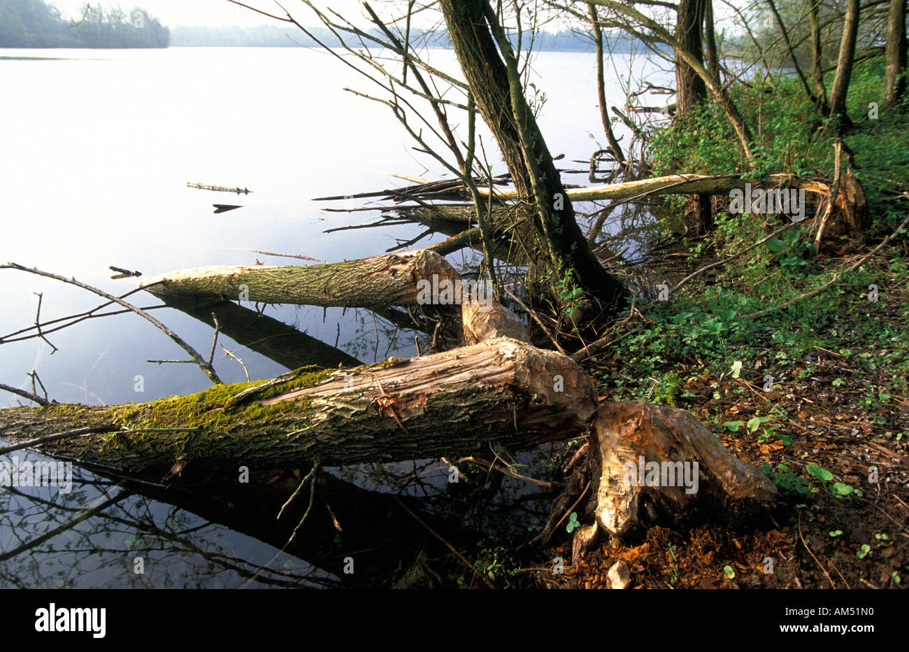 Millingerwaard Biber Markierungen auf einem Baum Stockfoto