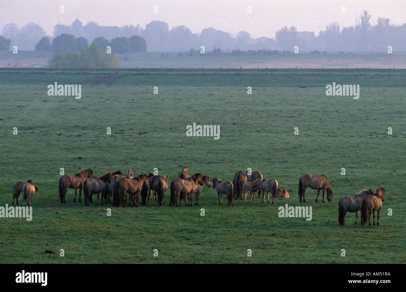 Eine Herde von Koniks Millingerwaard Pferde Stockfoto