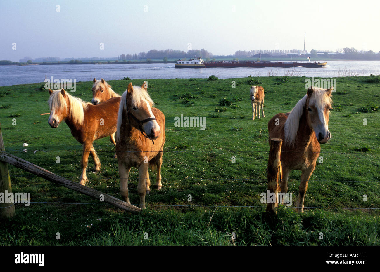 Millingerwaard Pferde in der Uiterwaarden des Flusses Waal Stockfoto