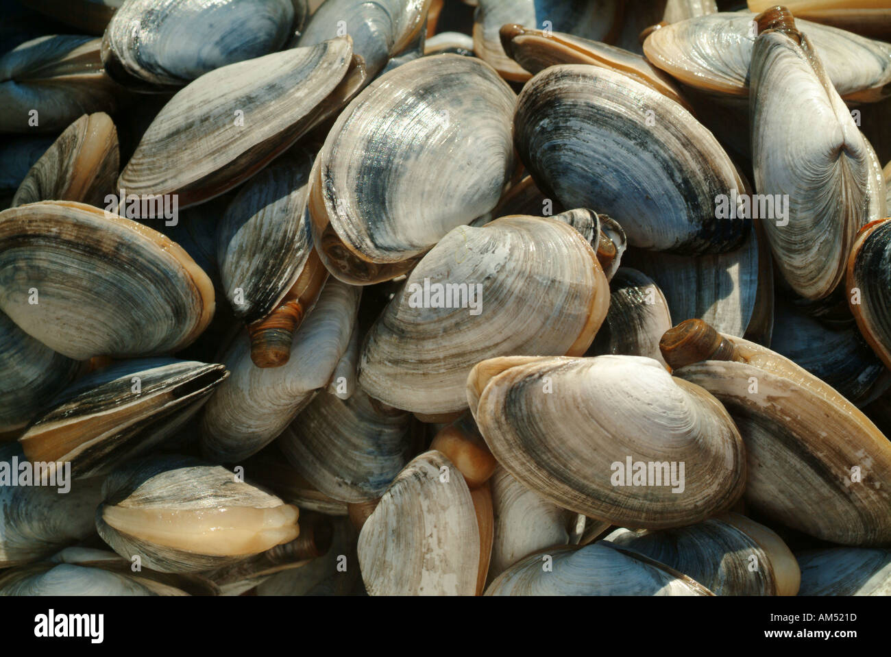 Haufen von Dampfer Softshell Muscheln Stockfoto