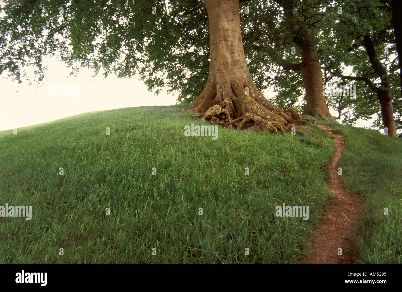 Ein großer Laubbaum auf grasbewachsenen Hügel mit einem Fußweg durch den Rasen Stockfoto