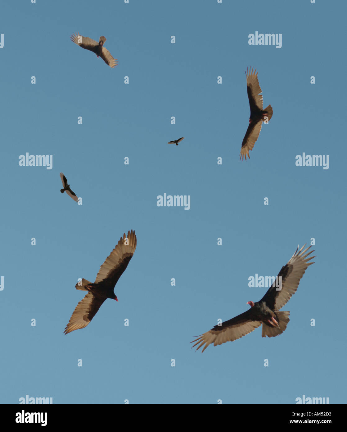 Geier kreisen über Kopf Stockfoto