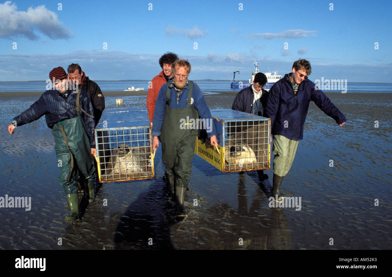 Ecomare Texel das Freigeben der Seehunde auf den Sandbänken des wad Stockfoto