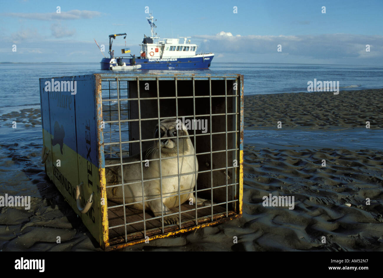 Ecomare Texel das Freigeben der Seehunde auf den Sandbänken des wad Stockfoto