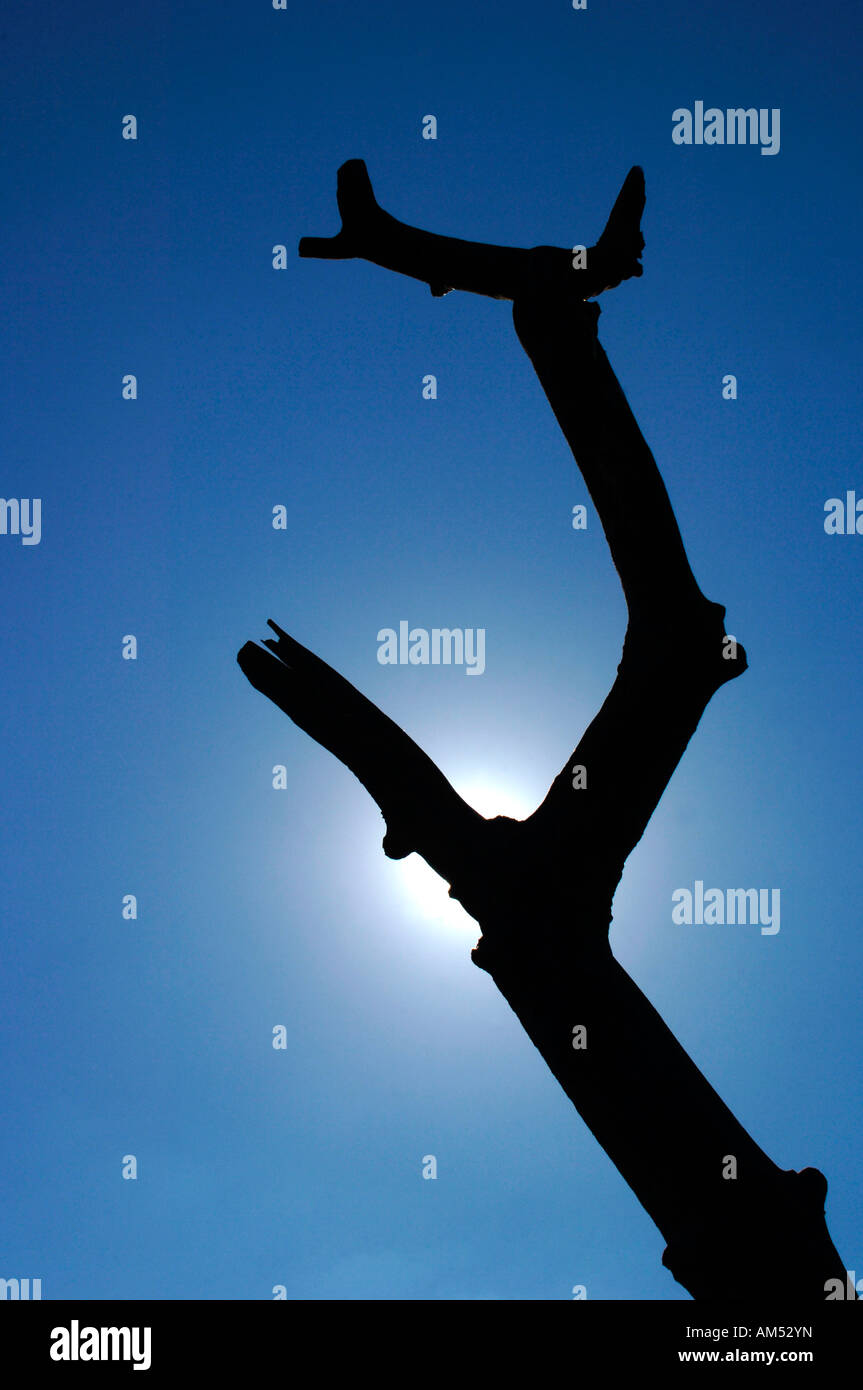 Eine Silhouette Baumstamm Heckscheibe durch die Sonne, eine prähistorische skulpturale Bild erzeugt. Stockfoto