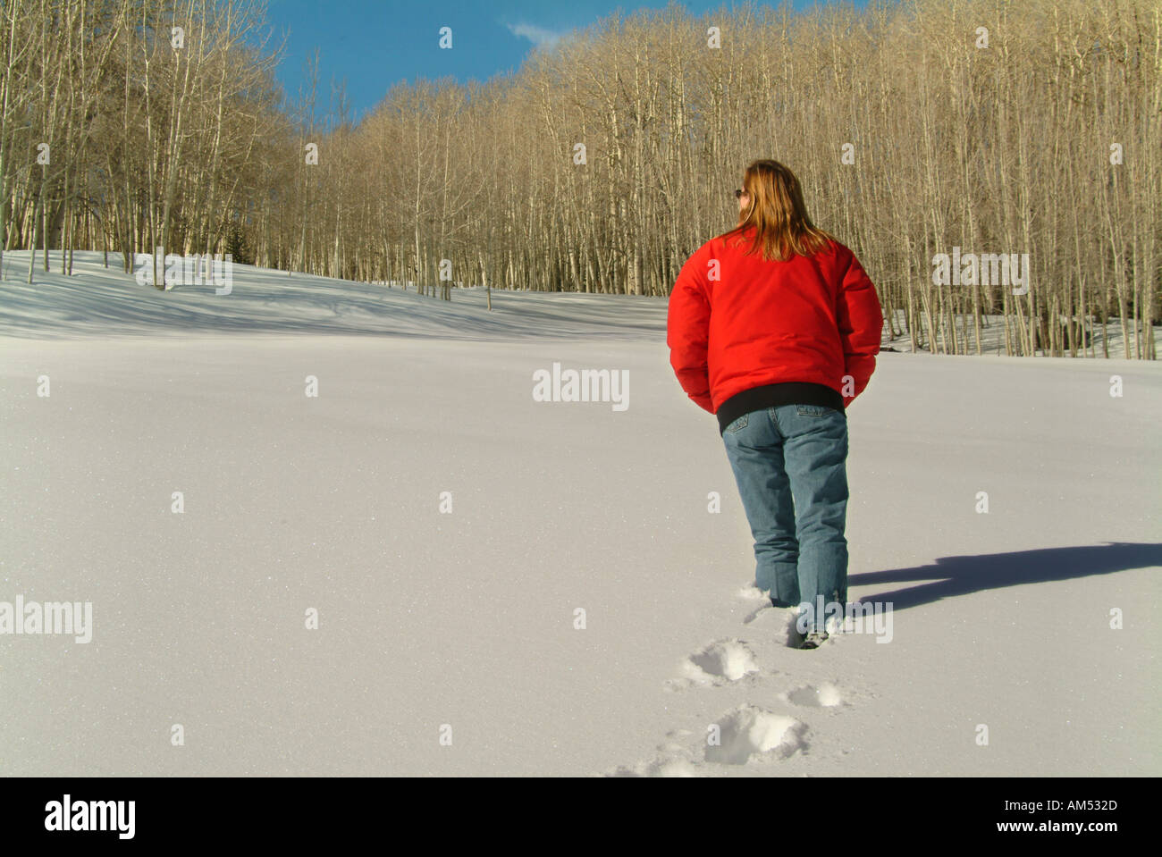 Frau in einem roten Parka Spaziergänge durch frischen Schnee auf einem Stand von Espe Bäume Stockfoto