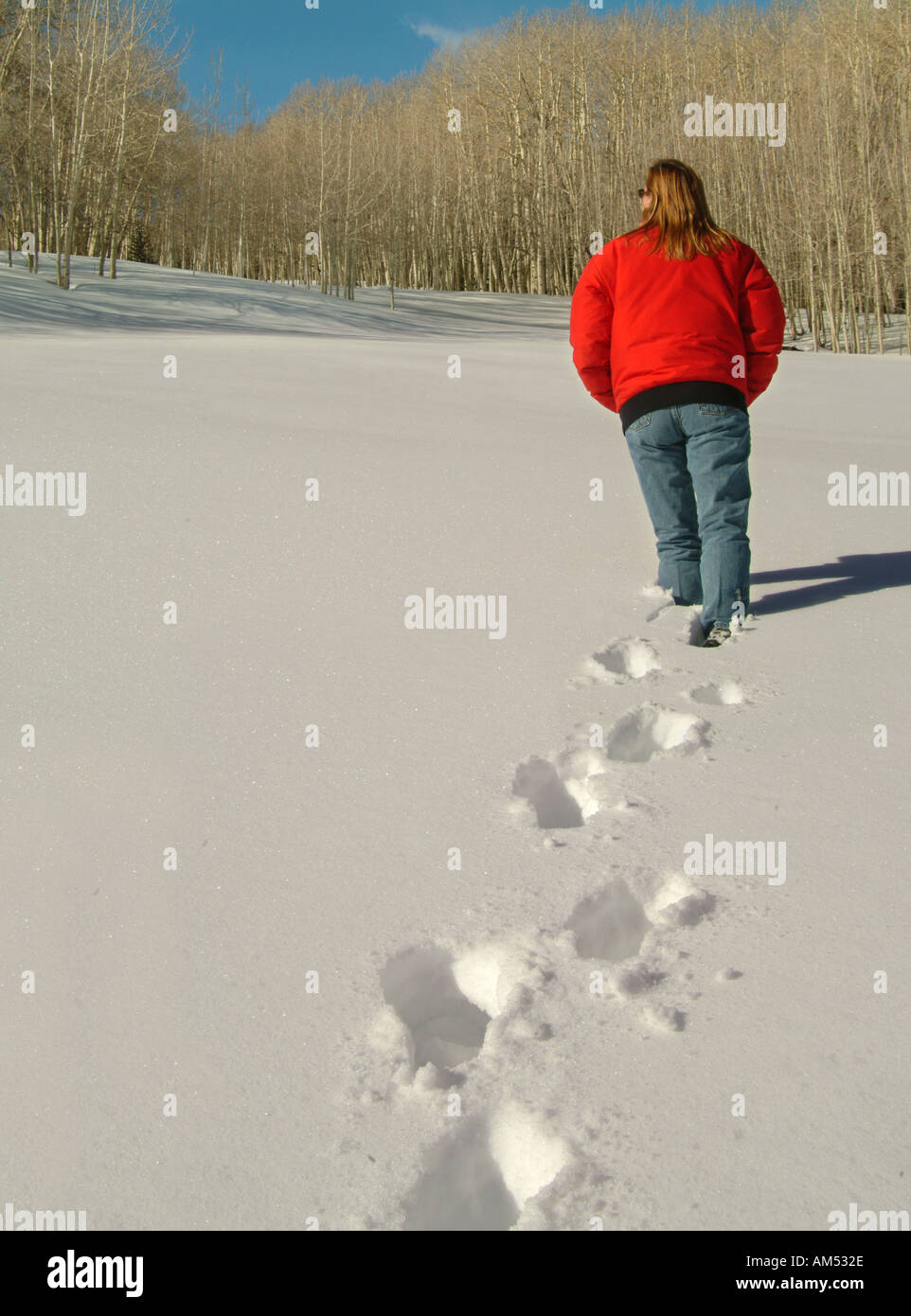 Frau in einem roten Parka Spaziergänge durch frischen Schnee auf einem Stand von Espe Bäume Stockfoto