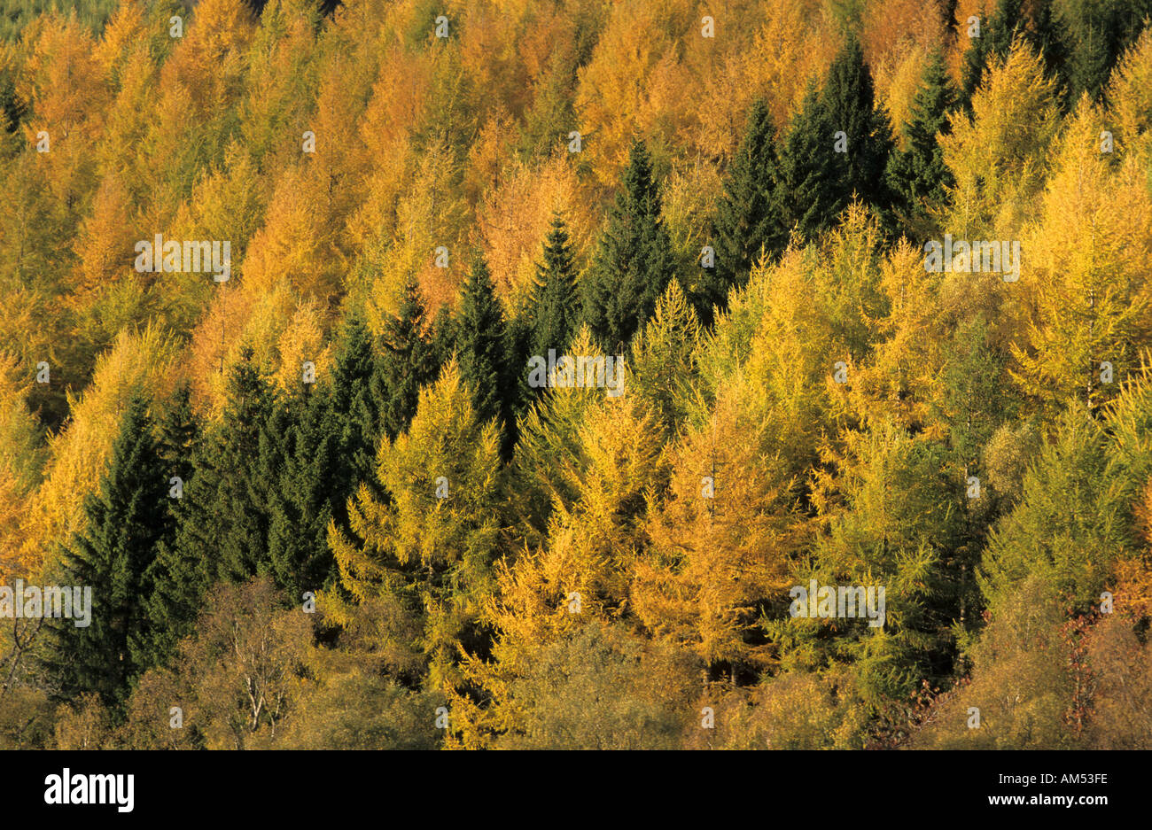 Herbstfärbung Lärchen von Loch Tummel Stockfoto