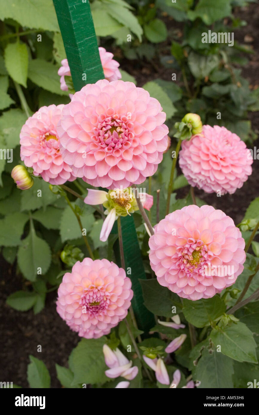 Dahlie Hamari Rose, Pflanzen in den Garten in Bellahouston Park Glasgow Schottland, Vereinigtes Königreich Stockfoto