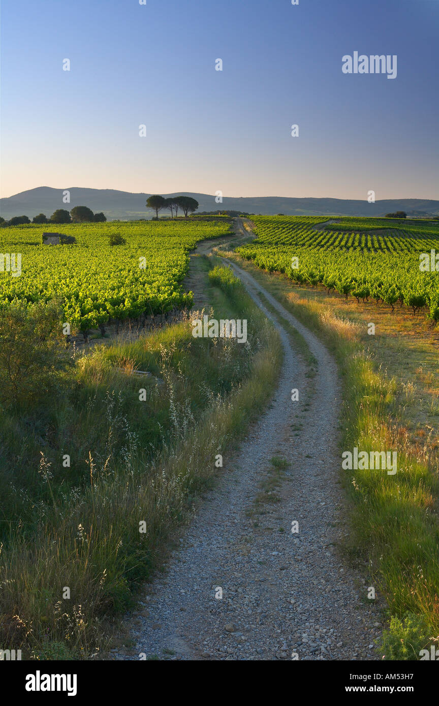 eine Spur durch einen Weinberg nr Gignac im Morgengrauen l Herault Valley Languedoc Frankreich NR Stockfoto
