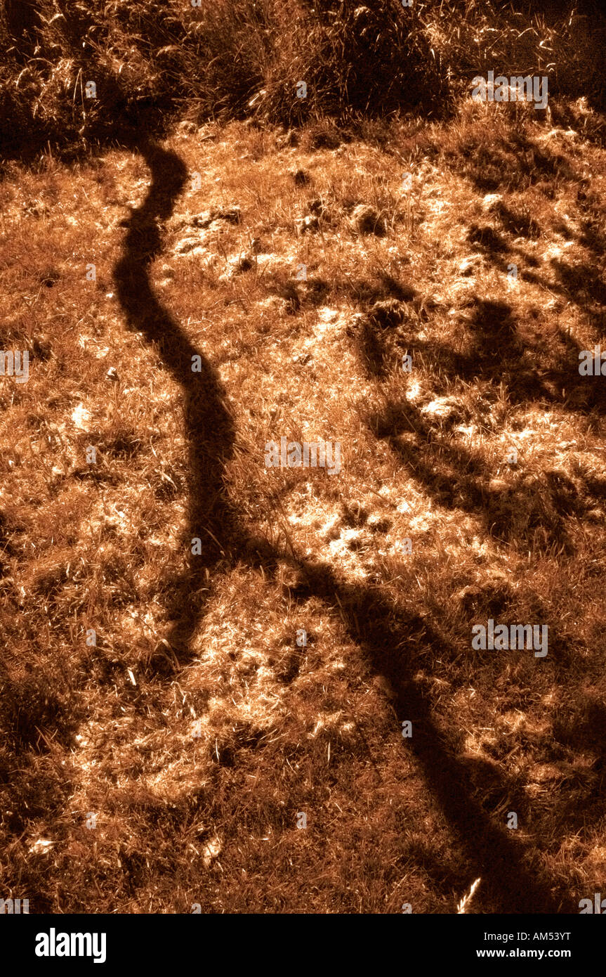 Baum Schatten erstreckt sich über eine Rasenfläche Stockfoto