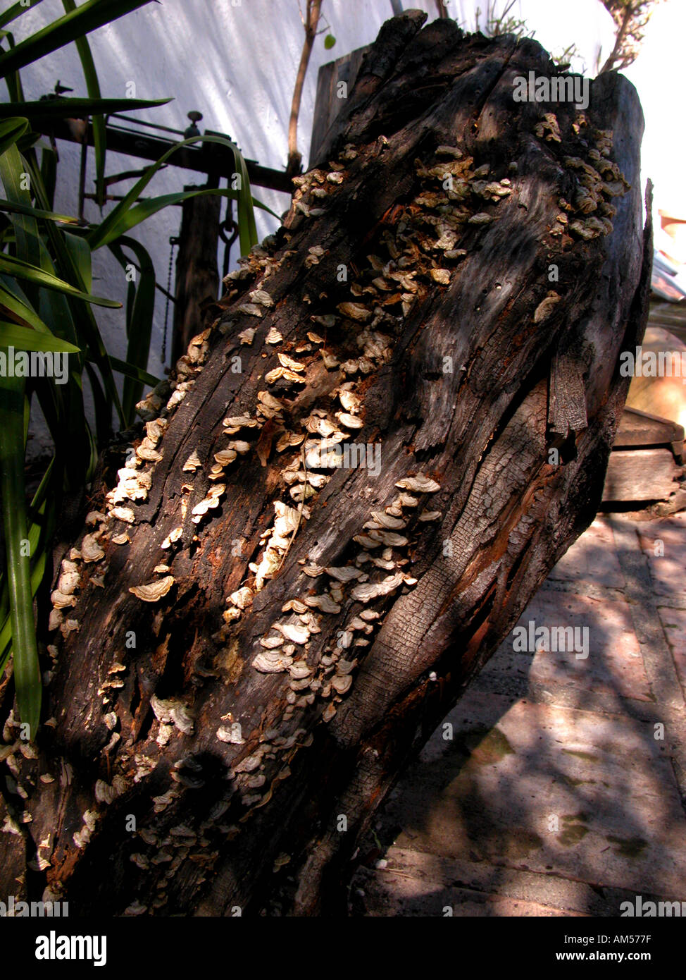 Flechten bedeckt Baumstumpf, Pflanzenarten Indikator botanisch botanische überdachte Log Baum Stump alte Natur natürliche Stillleben in der Nähe Stockfoto